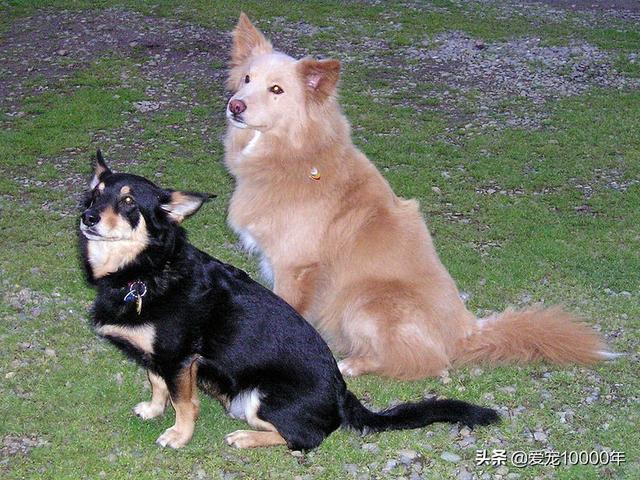 英国最受欢迎的十大名犬，2019英国人最爱狗狗前10名