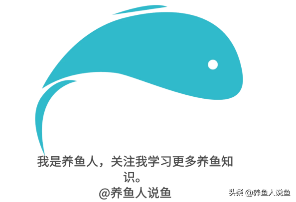 全球十大最凶猛中大型淡水观赏鱼排行榜，野性十足令人惊叹的顶级掠食者盘点