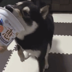 木糖醇的危害，木糖醇的功效与副作用（狗狗偷吃蛋糕后身亡）