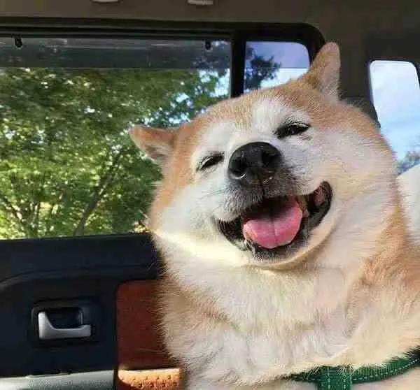 可爱的笑容，微信头像，可爱的笑容（单身狗子头像自拍）