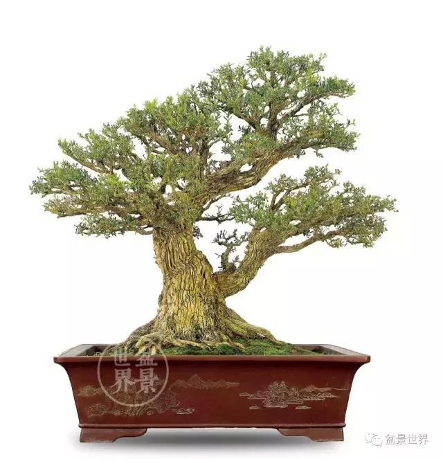 黄杨木盆景养护注意事项，怎样养黄杨木盆景（一组黄杨盆景精品欣赏）