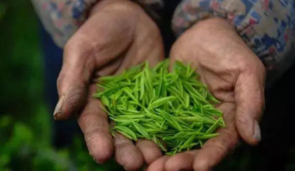贵州十大名茶，贵州有哪些名茶（贵州这些名茶，你喝过几种）