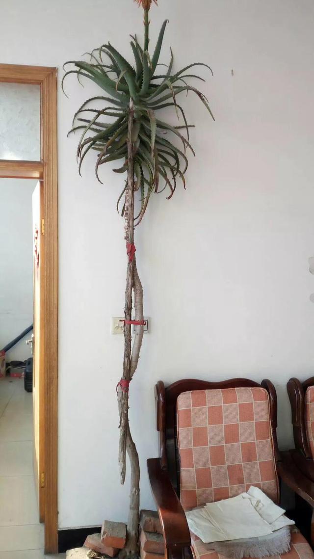 吊兰怎么养才能更旺盛，吊兰叶子尖发黄干枯什么原因（敲个鸡蛋埋土里）