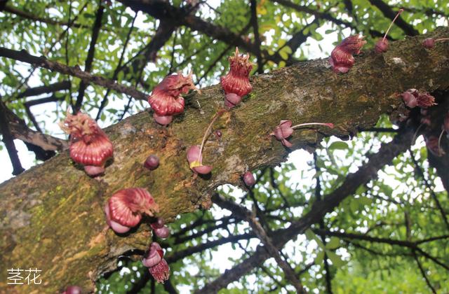 热带雨林的特点，热带雨林的特点和微信（丰富的植被你知道多少）