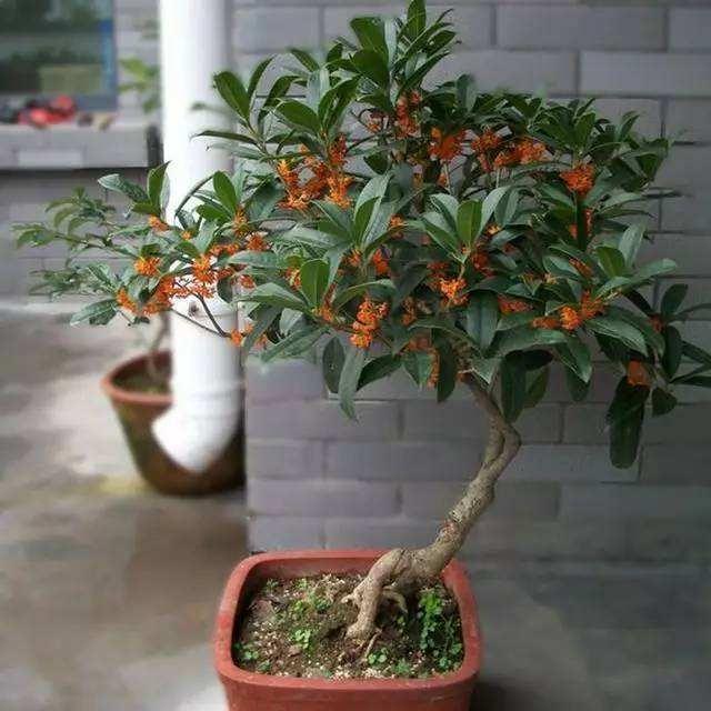 桂花树栽在门前好不好(人前"显富贵",盆栽桂花这