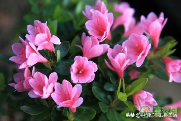 桃花什么季节开，水仙花,菊花,桃花什么季节开（桃花花期一般是几月）
