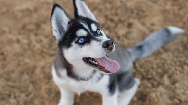 世界十大名犬排行榜，世界十大名犬排行榜中国（盘点世界上最强大的10种狗）