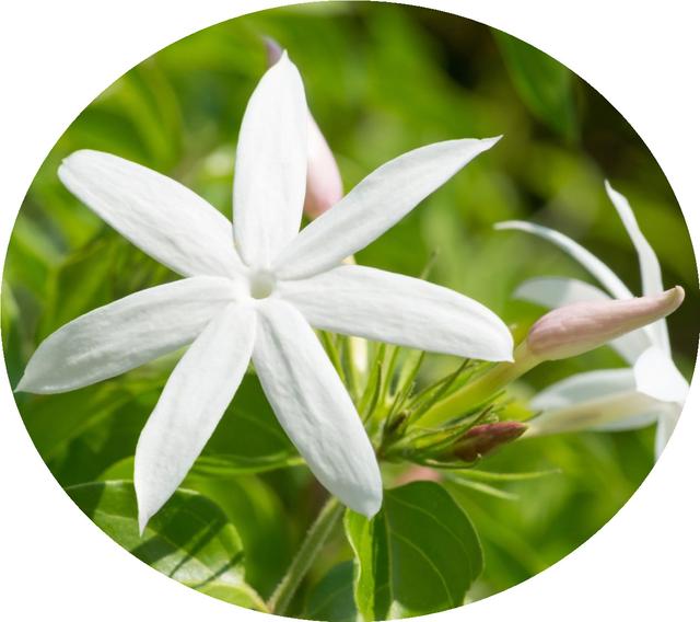 花朵风景头像 十里微信，花朵风景头像 十里（色彩缤纷的花朵图片）