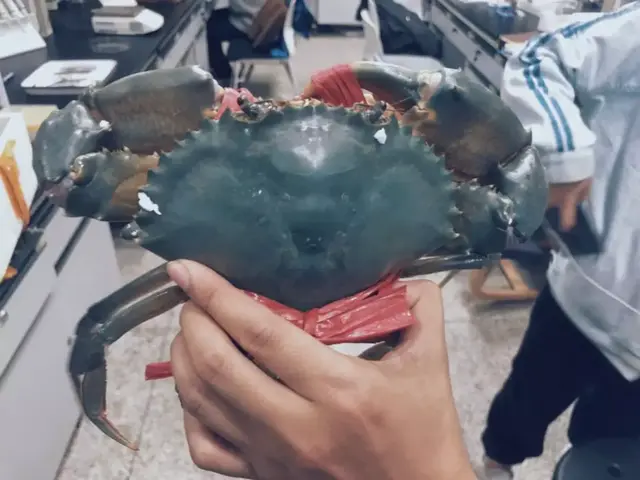 黄油蟹是什么蟹，水蟹、奄仔蟹、肉蟹、膏蟹、黄油蟹你还傻傻分不清吗