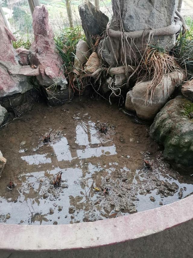 荷花怎么种植方法 荷花如何种植，荷花怎么种植方法（清水就能“出芙蓉”）