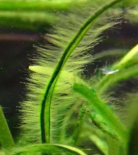 关于藻类（化石介绍，藻类化石值钱吗（19种常见藻类照片和解决方法）