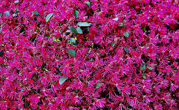 红花继木，红花檵木～娇颜耀芳丛（红花继木）