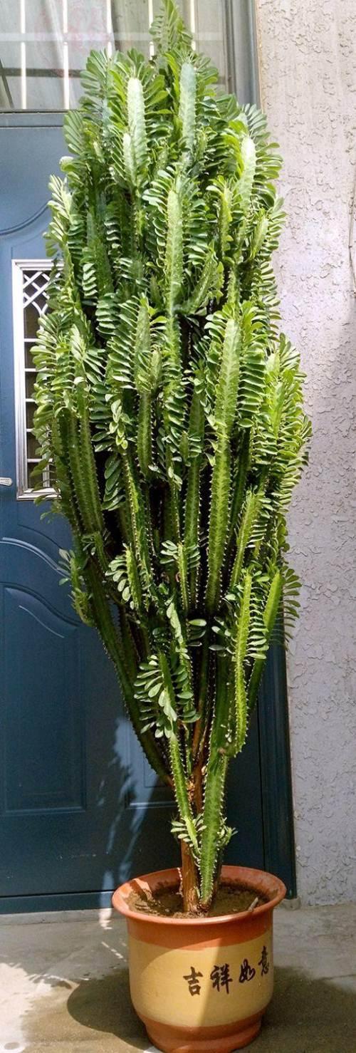 适合家里养的32种花，家里养什么花好（”家居盆花100种）