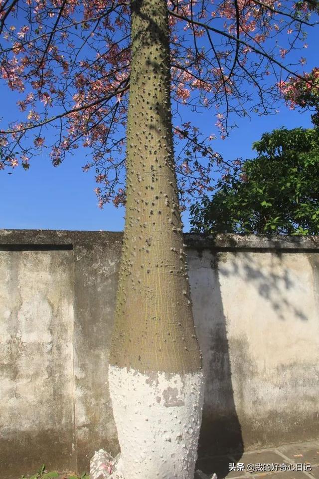 大腹木棉果实能吃吗，异木棉果能吃吗（一树开花，这是属于南方的浪漫）