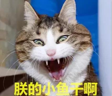 猫咪不吃猫粮什么原因，猫不吃猫粮有几种情况（猫咪突然不爱吃猫粮了是什么原因）