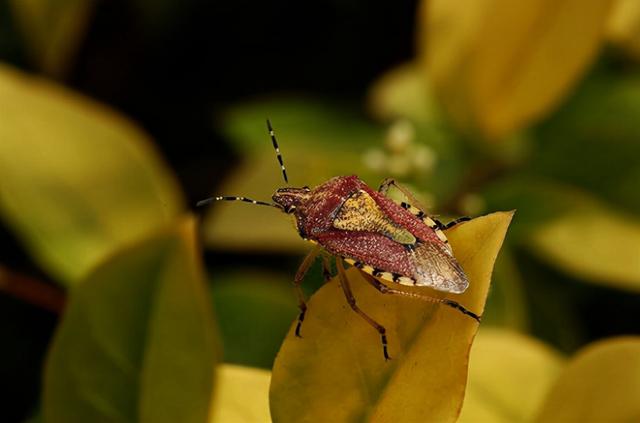 很臭的虫子叫什么，马陆虫怎么彻底消灭（俗称“臭大姐”）
