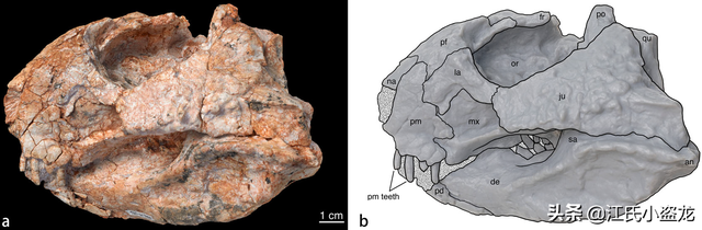 re网名的含义，Re微信昵称（2020古生物学家到底命名了多少种恐龙）