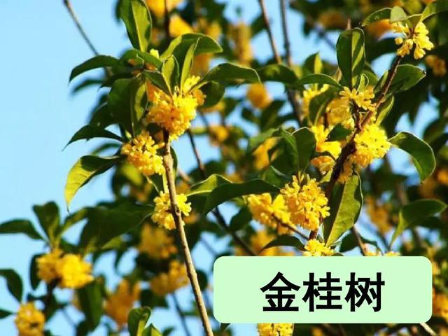 汉字松的组词，松的组词（部编版二年级语文上册识字2《树》知识点+图文解读）