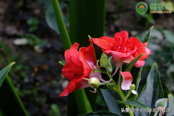 凤仙花怎么传播种子（凤仙花过冬如何养护）