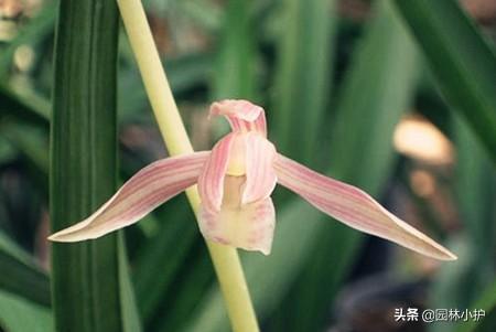 什么兰花最值钱，名贵兰花品种（全球十大名贵兰花品种）