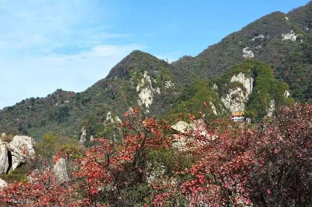 野生动植物知识大全，野生动植物知识来了