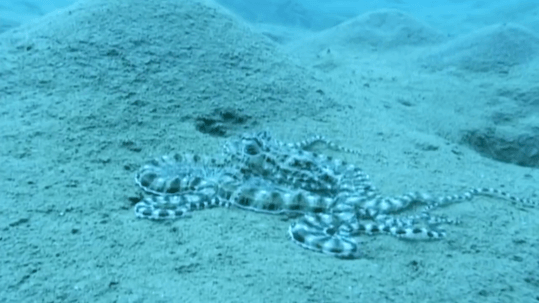 章鱼有几只脚，章鱼有几只脚章章鱼长什么样（它们还是海底的山寨大师）