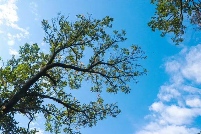 野生吊钟花什么时候开花，吊钟花结果吗（鲜艳的春节红已提早报春）