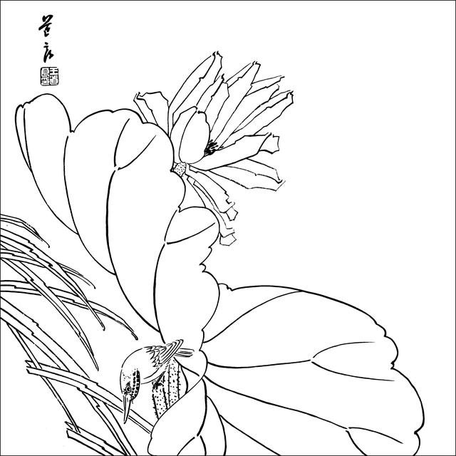 工笔荷花白描，高清工笔荷花白描 110幅