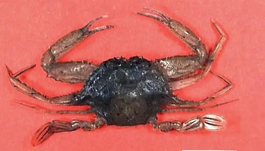 梭子是什么样的，梭子是啥玩意儿（生物相册•散落全世界的远亲）