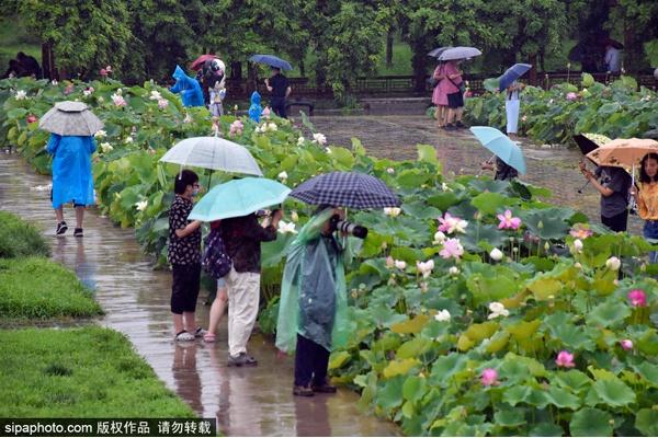颐和园必看十大景点，颐和园有哪些景点值得去玩（这10个最美赏荷地等你来）