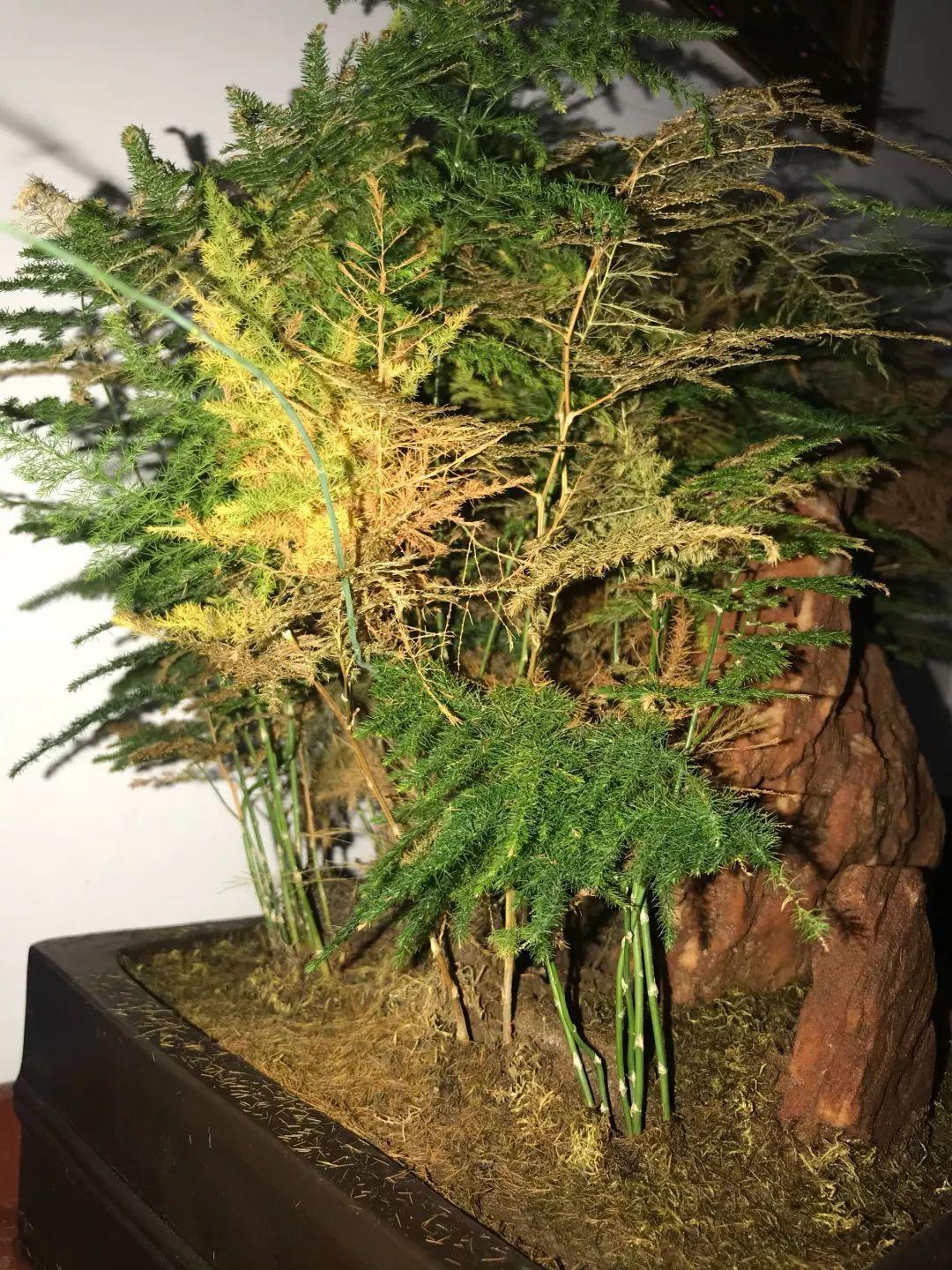文竹浇点白糖水,叶子再也不发黄!3,如果是土培的富贵竹,直接1