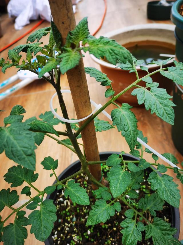 绑扎带方法，捆扎带怎么绑（打造花园里的绑扎带）