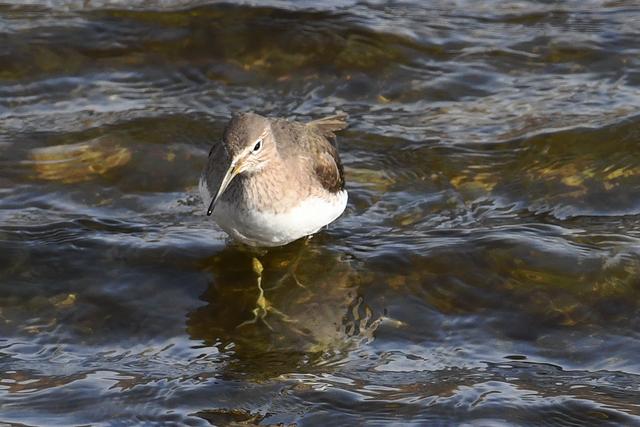 水鸡是什么，水鸡是什么车（西方秧鸡、叽咋柳莺......）