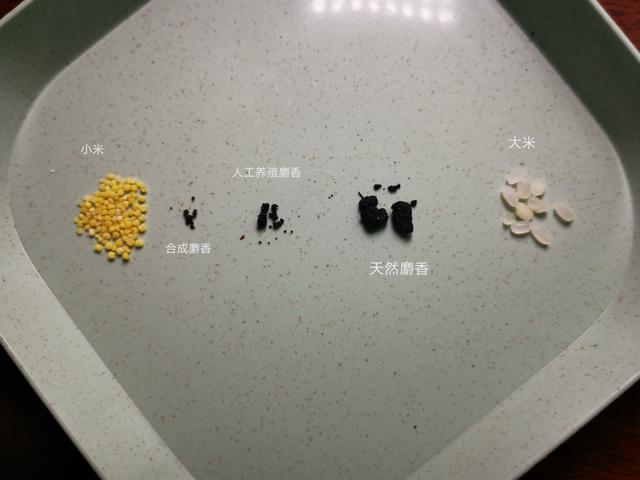 麝香是什么动物身上的哪个部位，正宗麝香多少钱一克（麝香直接闻起来是什么味道）
