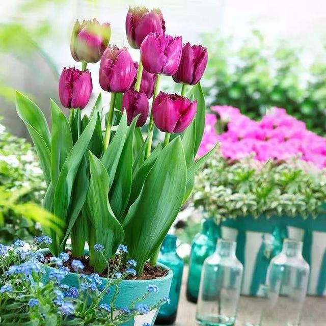 一帆风顺花有毒吗，一帆风顺花草有毒吗（家里养了宠物的朋友）