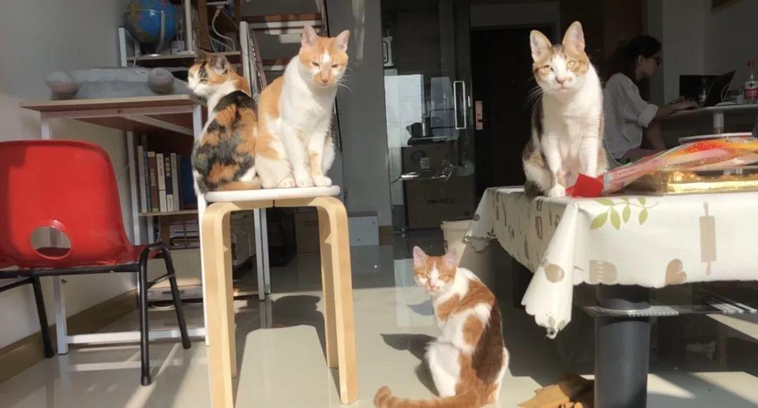 猫咪爱咬人怎么办(猫咪抓人咬人屡教不改怎么办)