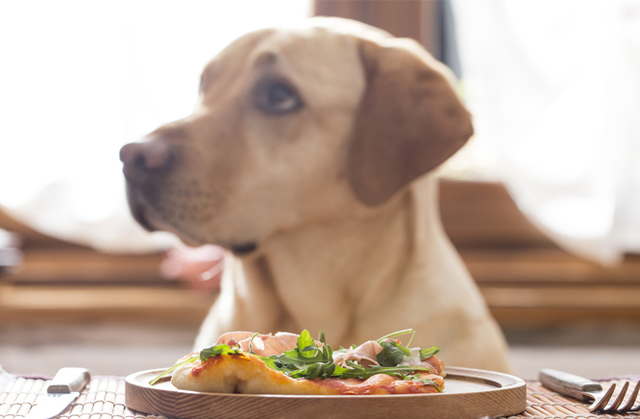 大型犬类有哪些，这几种中大型犬