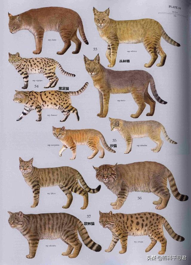 2017年世界自然保护联盟(iucn)猫科专家组对猫科动物种类进行了一次