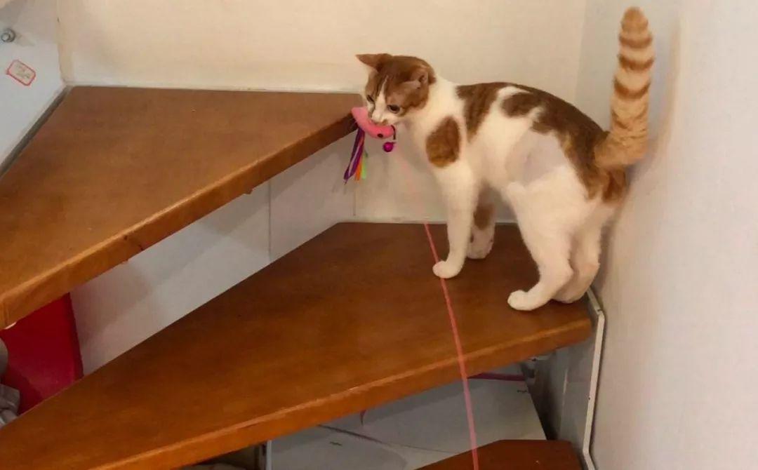 猫咪爱咬人怎么办(猫咪抓人咬人屡教不改怎么办)