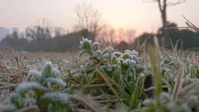霜降的诗句，白露霜降的诗句（30首霜降诗词：霜降鸿声切）
