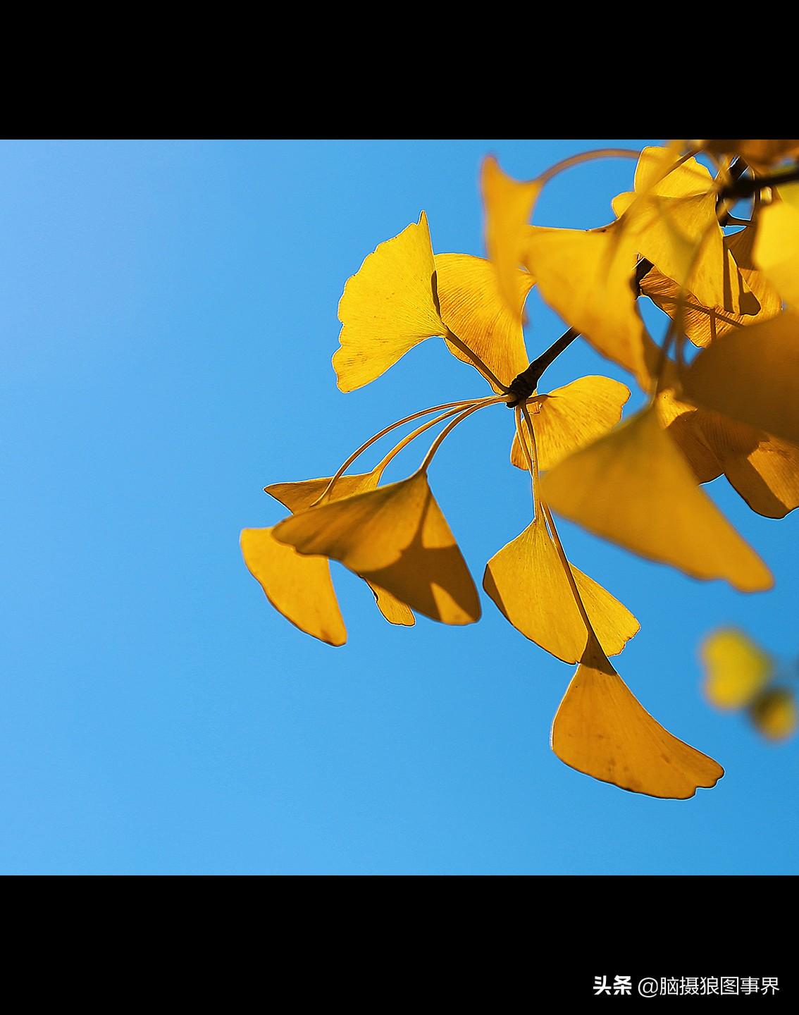 让观者从一片美丽的秋叶感受到不一样的意境