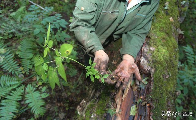 东北三宝人参鹿茸和啥，东北三宝是哪三宝（我国公认度最高的“东北三宝”）