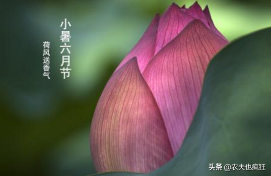 小暑大暑是什么意思，小暑大暑是什么意思阳历（小暑节气将至，小暑是什么意思）