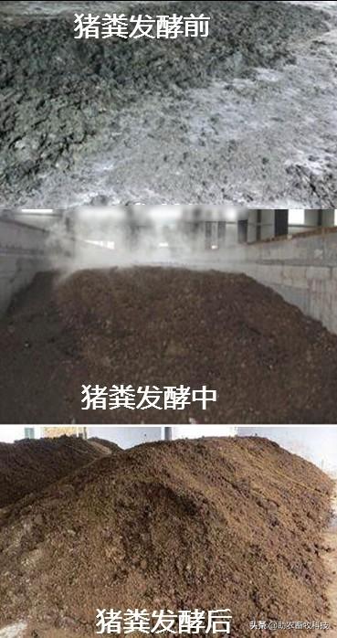 猪粪发酵剂(玉米秸秆发酵饲料喂猪)