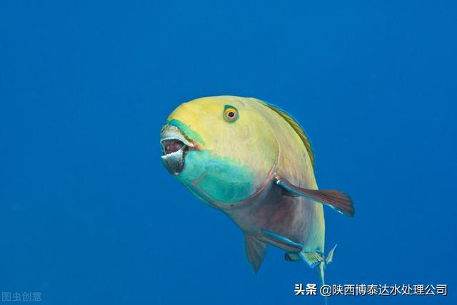 水污染的危害有哪些，水污染的危害有哪些英语作文（水污染的后果）
