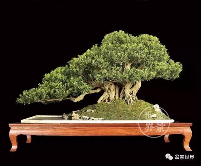 黄杨木盆景养护注意事项，怎样养黄杨木盆景（一组黄杨盆景精品欣赏）