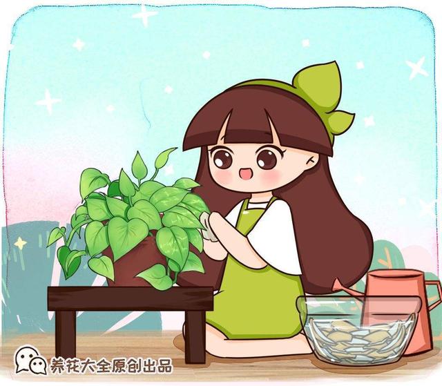 可以水培的植物，适合水培的小植物有哪些（盆栽太累想水培）