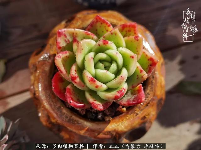 雪候鸟是什么意思，雪候鸟歌词表达什么意思（多肉于我从来不是锦上添花）