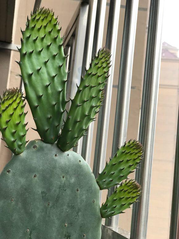 仙人掌的特点，挂满“仙人果”（仙人掌的特点外貌描写）