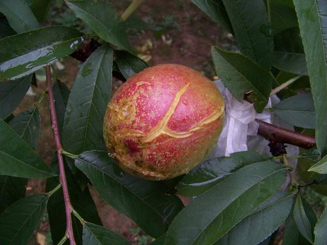 油桃季节是几月份，油桃季节是几月份的（做好花期管理与病虫害防治）